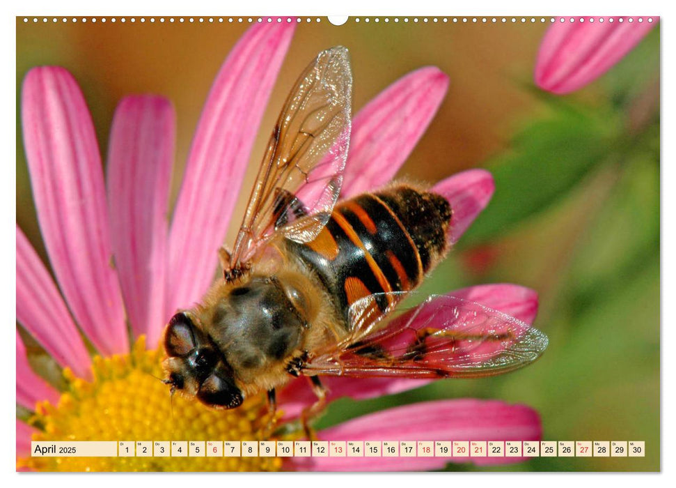 Farbenpracht der Insekten (CALVENDO Premium Wandkalender 2025)