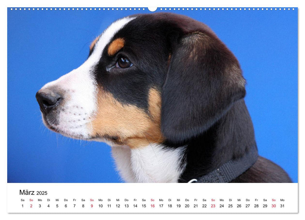 Entlebucher Sennenhunde Emma und Luna (CALVENDO Premium Wandkalender 2025)