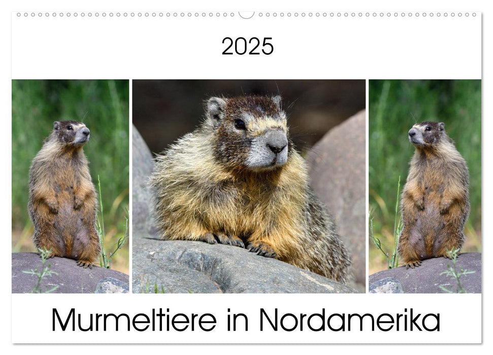 Murmeltiere in Nordamerika (CALVENDO Wandkalender 2025)