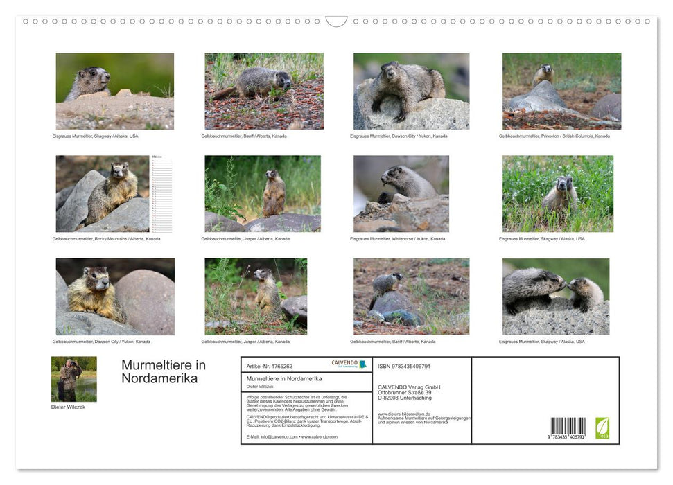 Murmeltiere in Nordamerika (CALVENDO Wandkalender 2025)