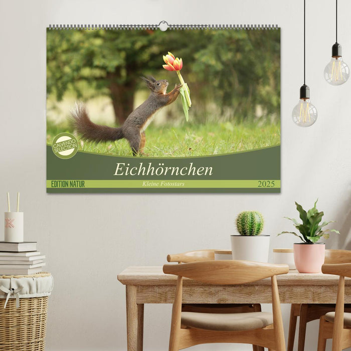 Eichhörnchen - Kleine Fotostars (CALVENDO Wandkalender 2025)