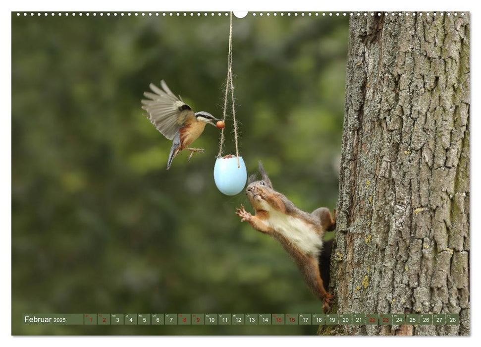 Eichhörnchen - Kleine Fotostars (CALVENDO Wandkalender 2025)