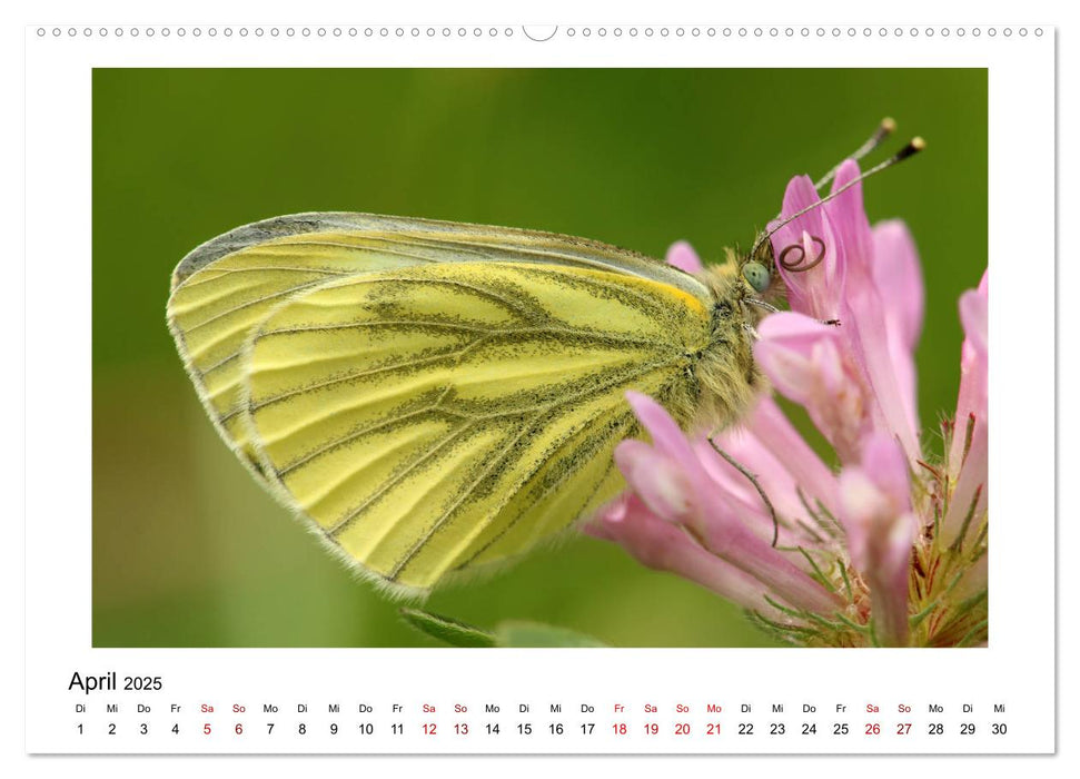 Schmetterlinge - fliegende Kunstwerke (CALVENDO Wandkalender 2025)