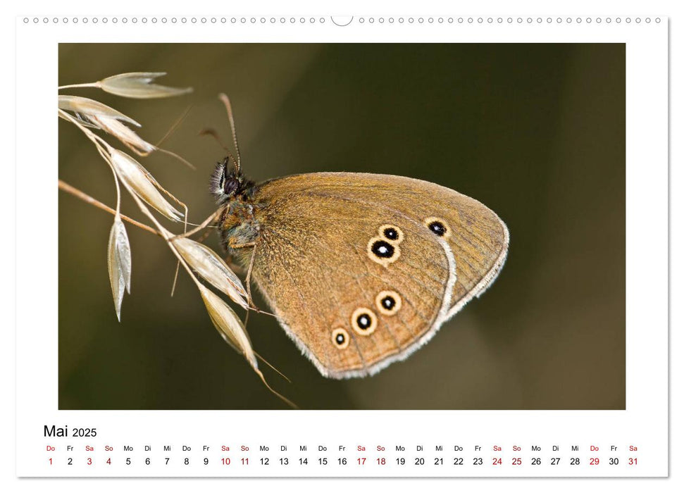 Schmetterlinge - fliegende Kunstwerke (CALVENDO Wandkalender 2025)