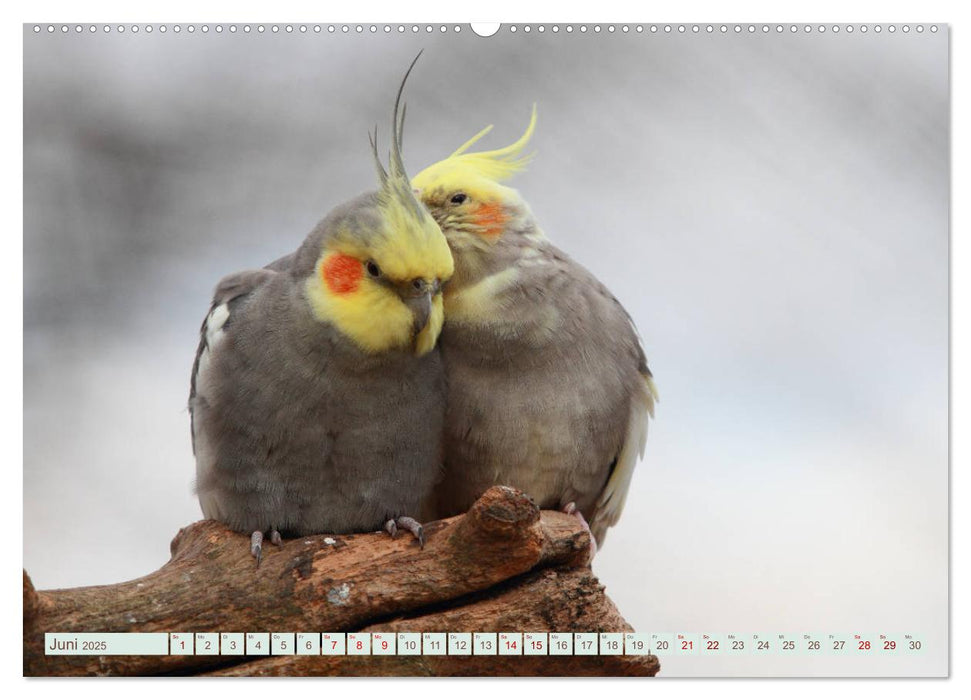 Krumm Schnäbel - Papageien, Sittiche und andere Krumm Schnäbel (CALVENDO Wandkalender 2025)