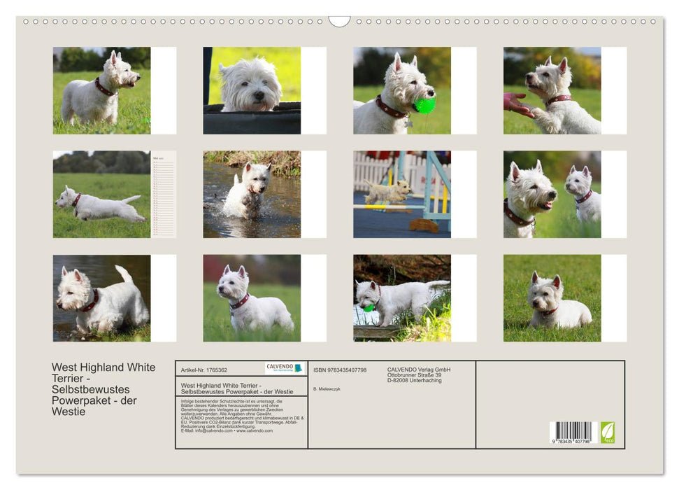 West Highland White Terrier - Selbstbewustes Powerpaket - der Westie (CALVENDO Wandkalender 2025)