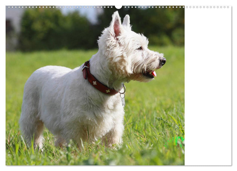 West Highland White Terrier - Selbstbewustes Powerpaket - der Westie (CALVENDO Wandkalender 2025)