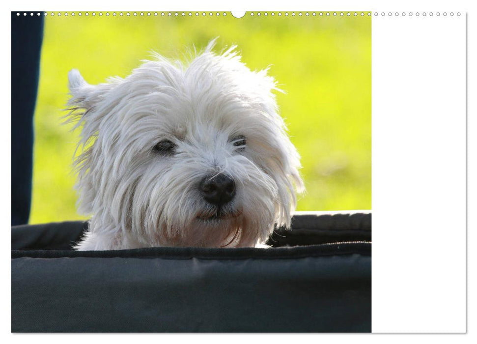 West Highland White Terrier - Selbstbewustes Powerpaket - der Westie (CALVENDO Wandkalender 2025)