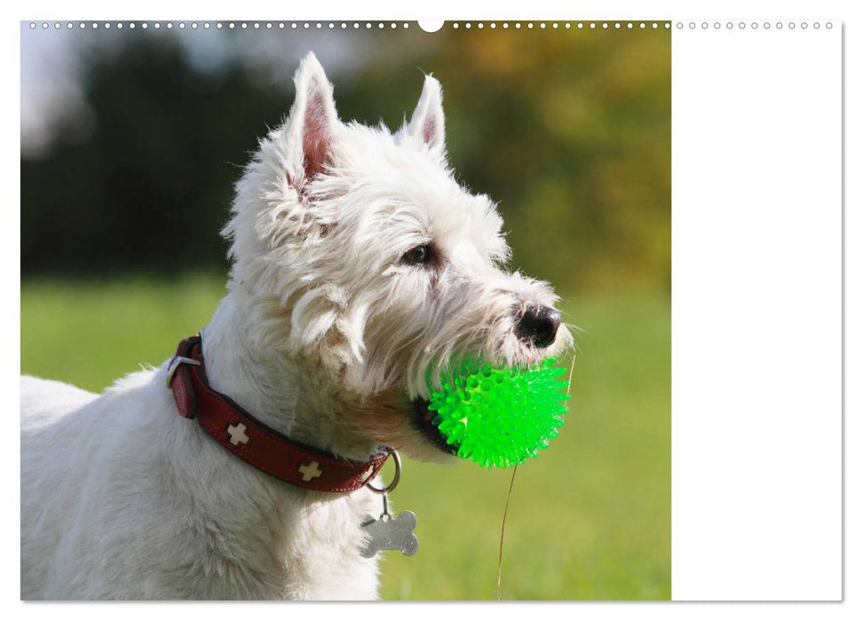 West Highland White Terrier - Selbstbewustes Powerpaket - der Westie (CALVENDO Wandkalender 2025)