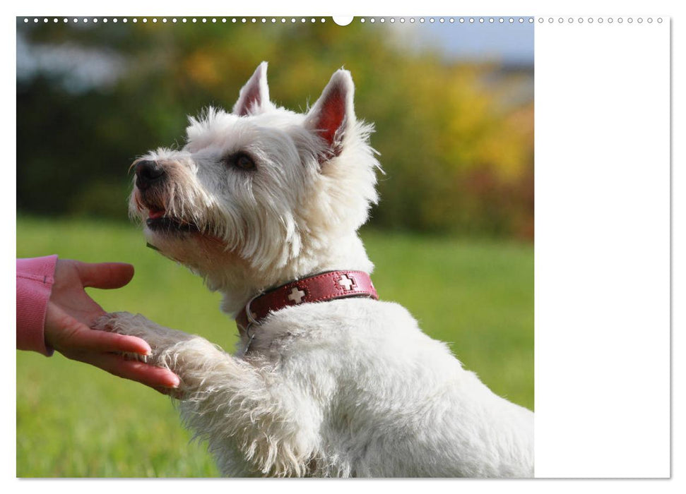 West Highland White Terrier - Selbstbewustes Powerpaket - der Westie (CALVENDO Wandkalender 2025)