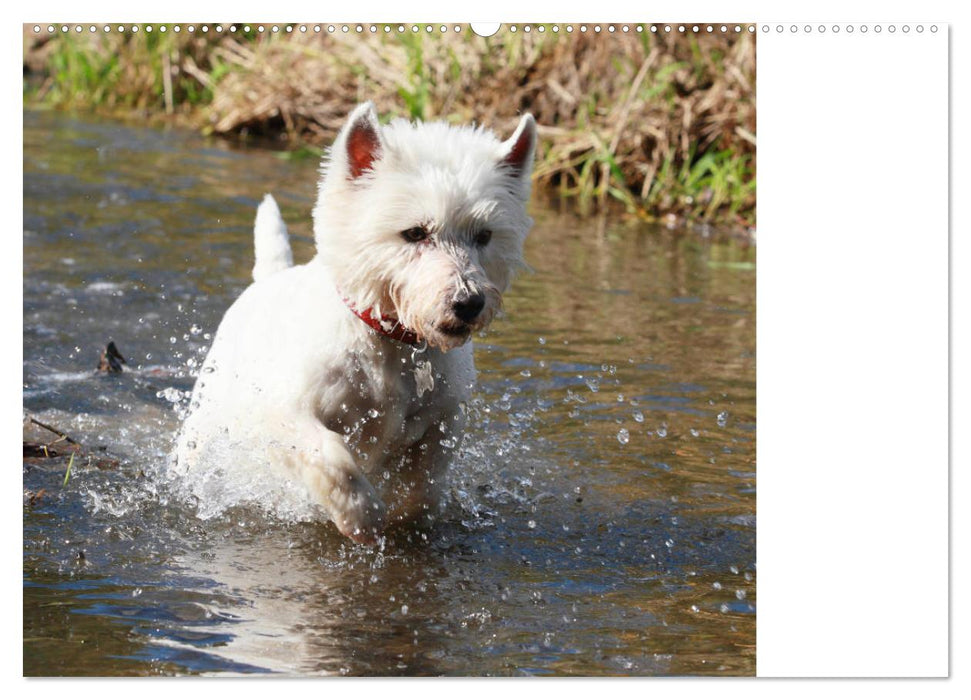 West Highland White Terrier - Selbstbewustes Powerpaket - der Westie (CALVENDO Wandkalender 2025)