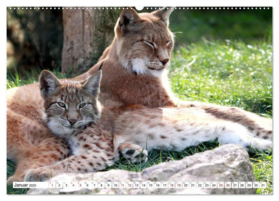 Familie Luchs - Die Jäger mit dem Pinselohr (CALVENDO Premium Wandkalender 2025)