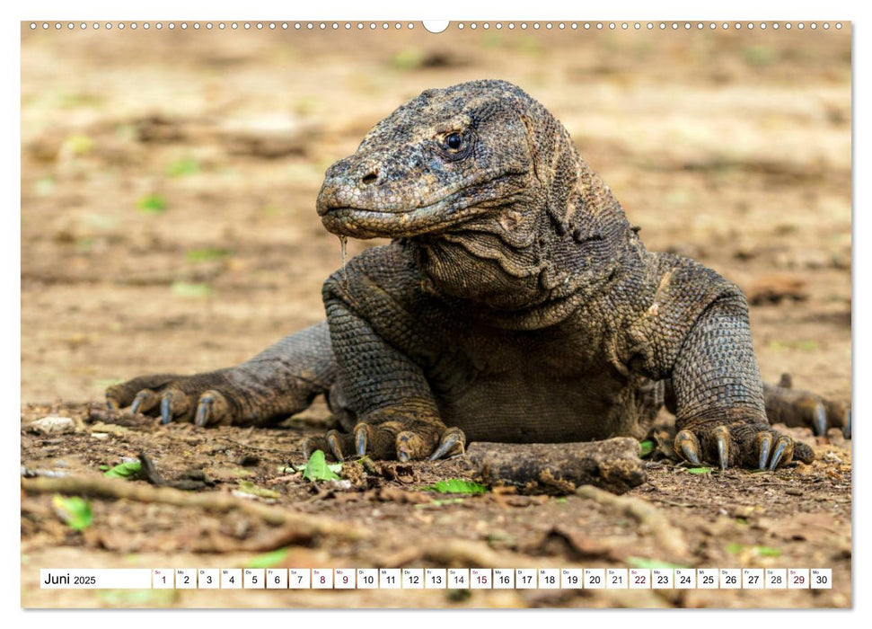 Indonesien - Inselparadies Flores & Komodo (CALVENDO Wandkalender 2025)