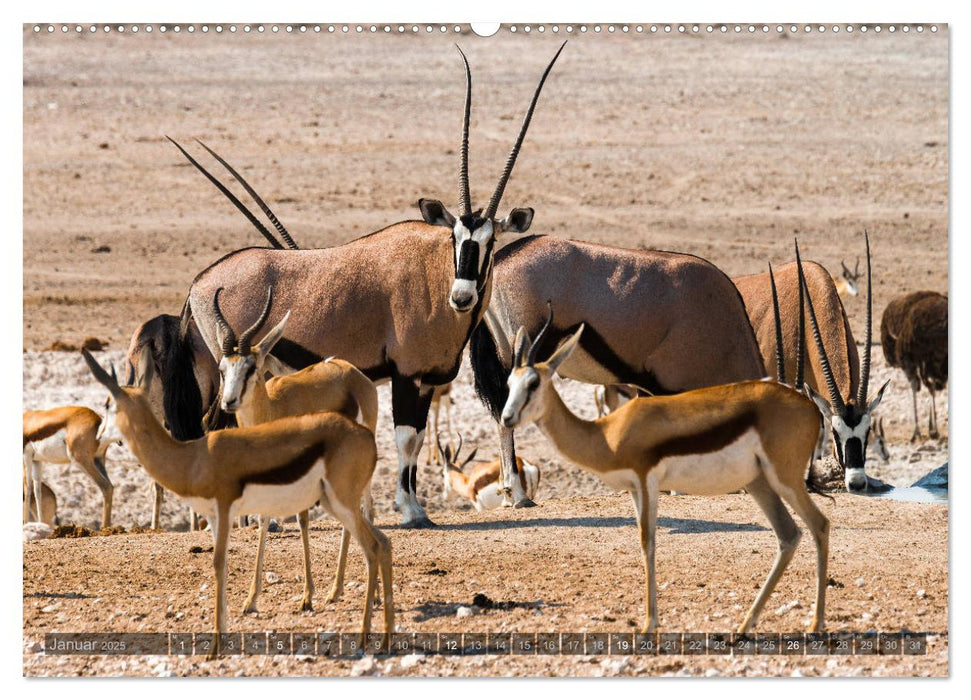 ETOSHA – Namibia Highlights (CALVENDO Wandkalender 2025)