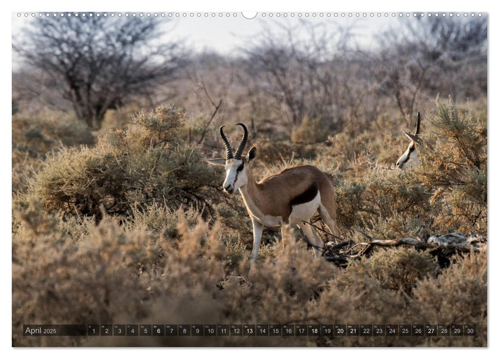 ETOSHA – Namibia Highlights (CALVENDO Wandkalender 2025)