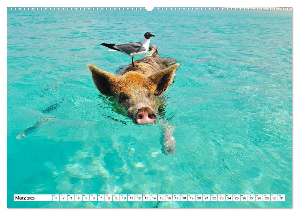 Schweine im Dauerurlaub auf den Bahamas! (CALVENDO Premium Wandkalender 2025)