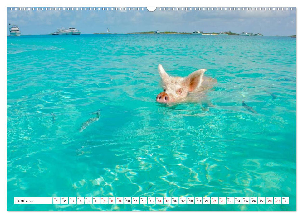 Schweine im Dauerurlaub auf den Bahamas! (CALVENDO Premium Wandkalender 2025)