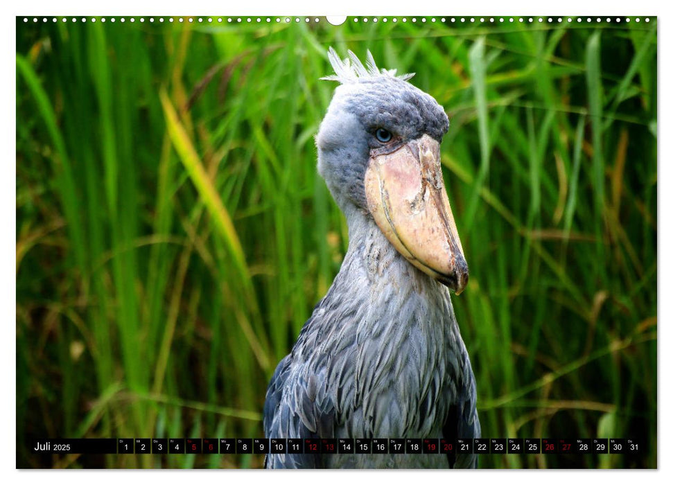 Näher an die Vogelwelt - Exotische Vögel aus aller Welt (CALVENDO Premium Wandkalender 2025)