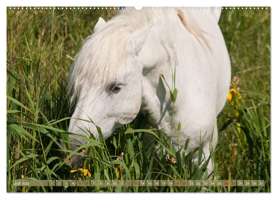 Camargue-Pferde - Südfranzösische Schimmel (CALVENDO Premium Wandkalender 2025)