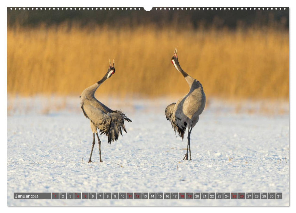 Mit Kranichen durch das Jahr (CALVENDO Premium Wandkalender 2025)