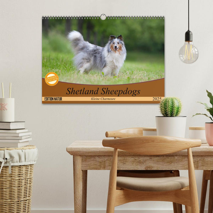 Shetland Sheepdogs - Kleine Charmeure (CALVENDO Wandkalender 2025)