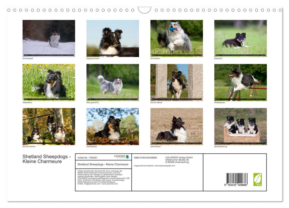 Shetland Sheepdogs - Kleine Charmeure (CALVENDO Wandkalender 2025)