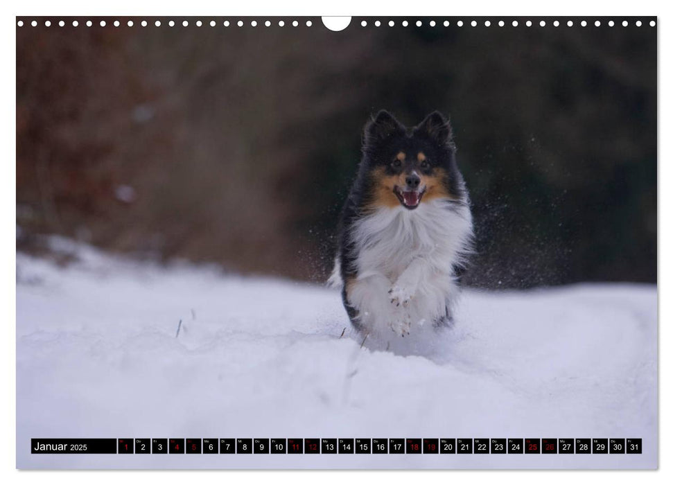 Shetland Sheepdogs - Kleine Charmeure (CALVENDO Wandkalender 2025)