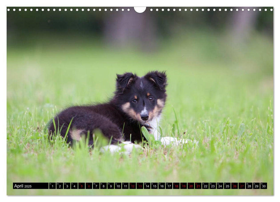 Shetland Sheepdogs - Kleine Charmeure (CALVENDO Wandkalender 2025)