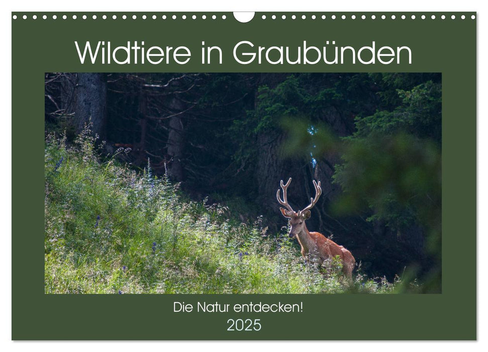 Wildtiere in Graubünden - Die Natur entdecken! (CALVENDO Wandkalender 2025)