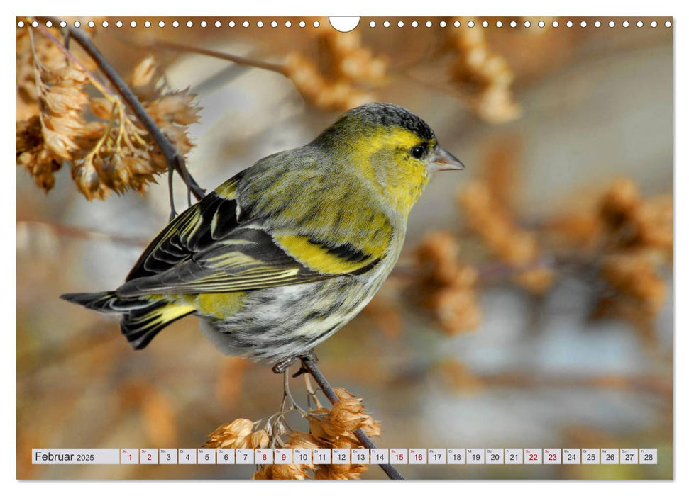 Wildtiere in Graubünden - Die Natur entdecken! (CALVENDO Wandkalender 2025)