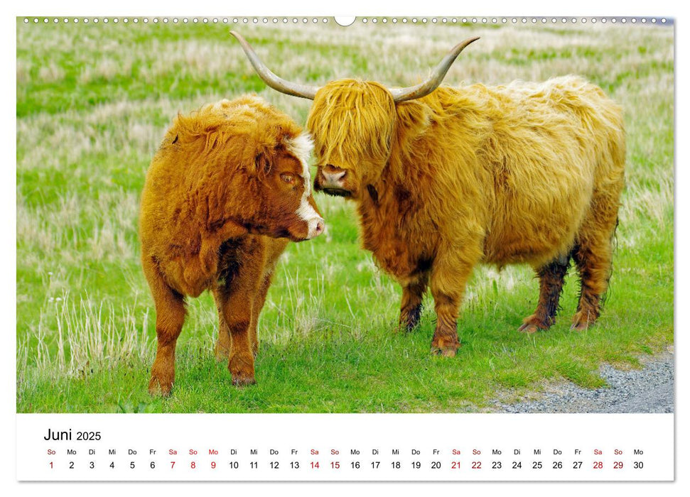 Von Cornwall nach Schottland (CALVENDO Premium Wandkalender 2025)