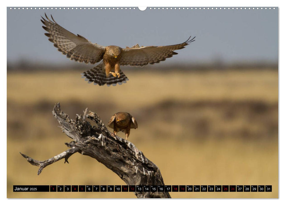 Faszination Afrika - Vögel (CALVENDO Premium Wandkalender 2025)