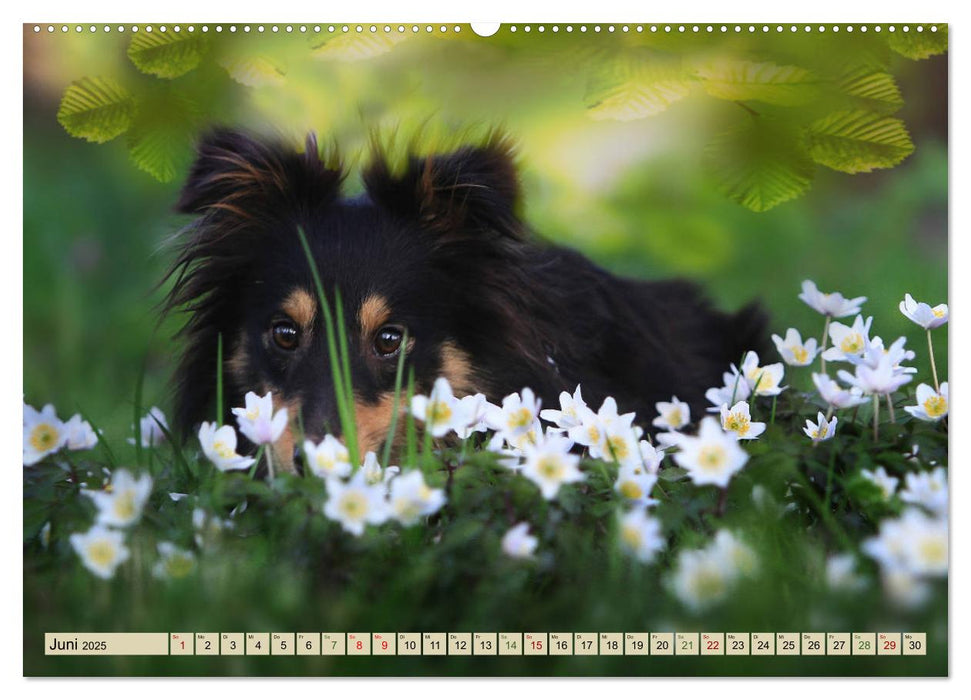 SHELTIES Liebe auf 4 Pfoten (CALVENDO Premium Wandkalender 2025)