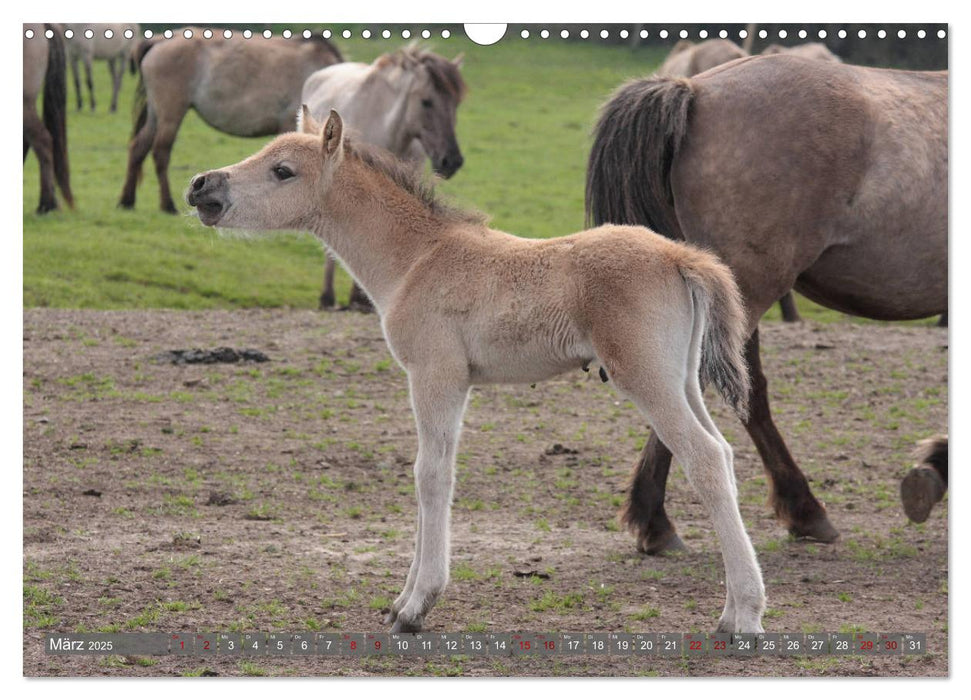 Dülmener Wildpferde - Wildpferde im Meerfelder Bruch (CALVENDO Wandkalender 2025)