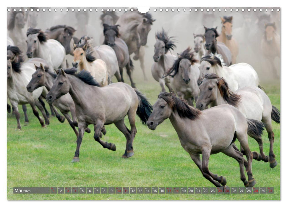 Dülmener Wildpferde - Wildpferde im Meerfelder Bruch (CALVENDO Wandkalender 2025)