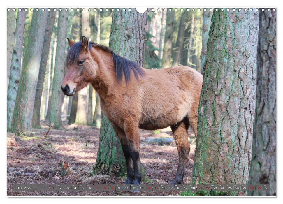 Dülmener Wildpferde - Wildpferde im Meerfelder Bruch (CALVENDO Wandkalender 2025)