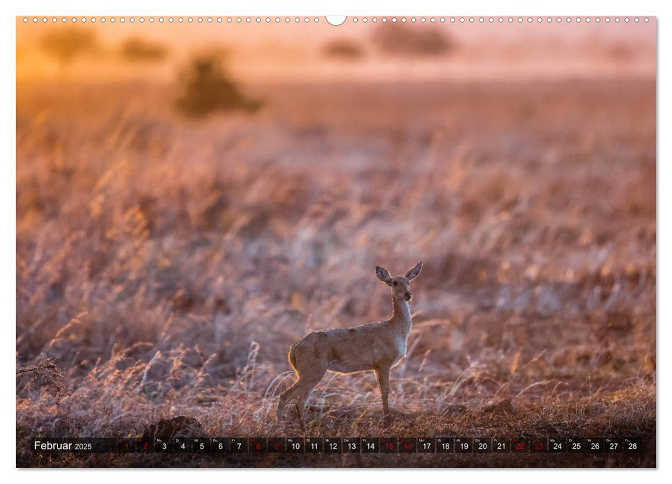 Safari in Tansania (CALVENDO Premium Wandkalender 2025)