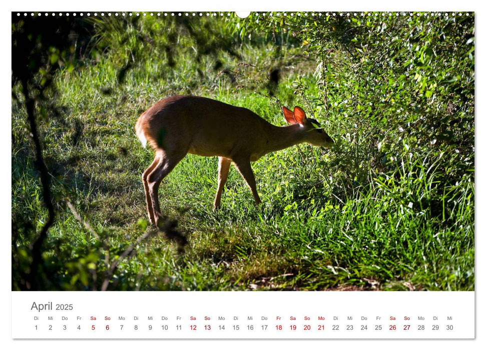 Faszinierendes Argentinien (CALVENDO Premium Wandkalender 2025)