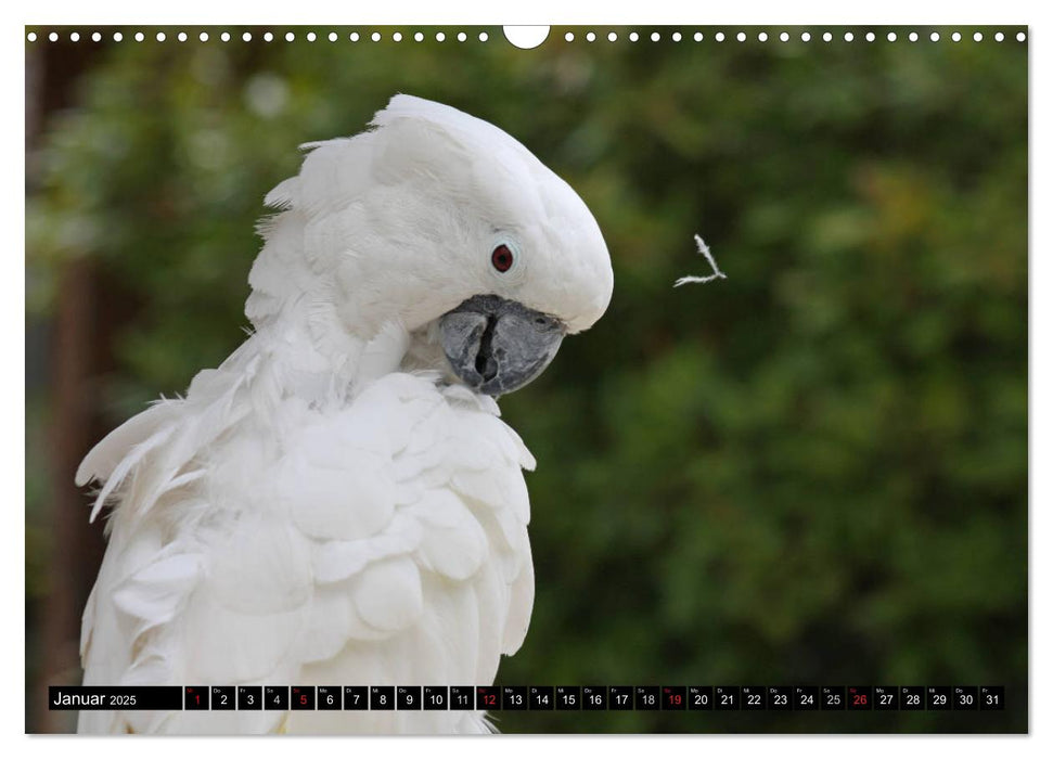 Die Kakadus sind los (CALVENDO Wandkalender 2025)