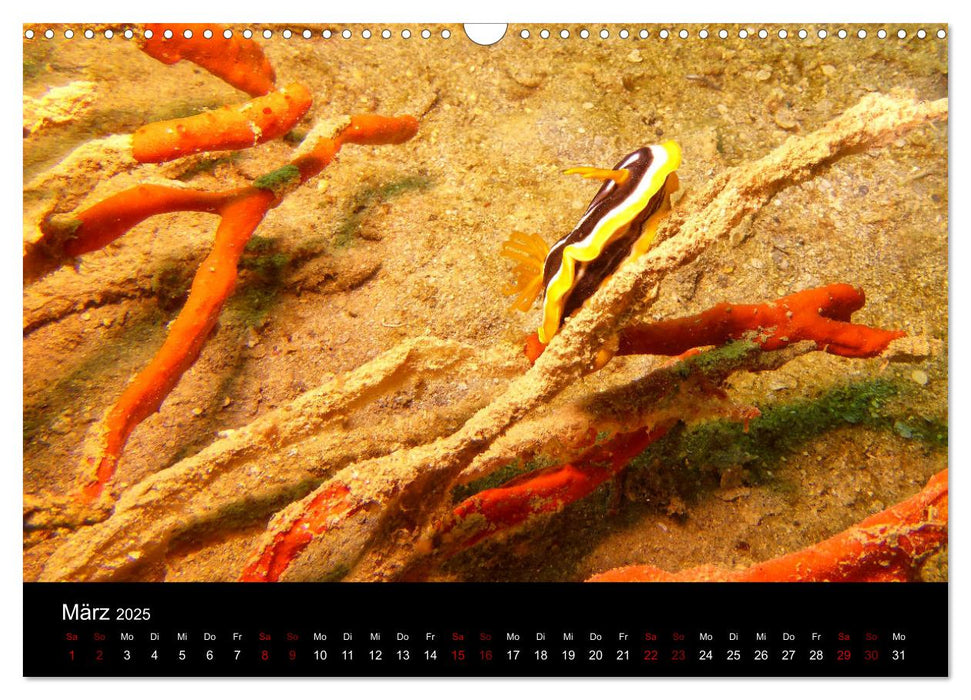 Rotes Meer - Impressionen (CALVENDO Wandkalender 2025)