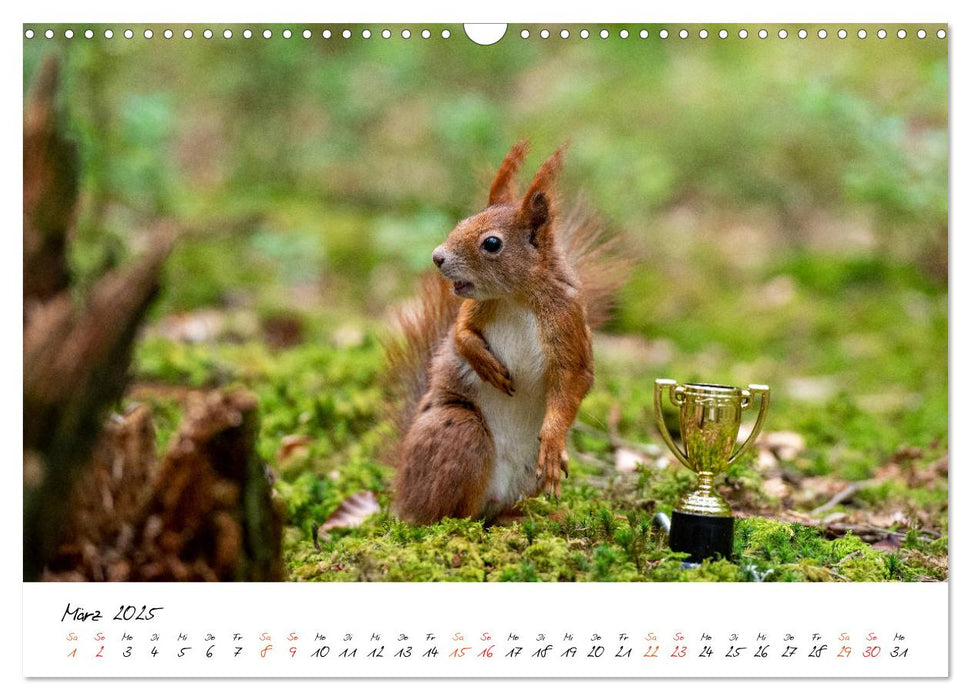 Die Schwarzwald-Eichhörnchen (CALVENDO Wandkalender 2025)