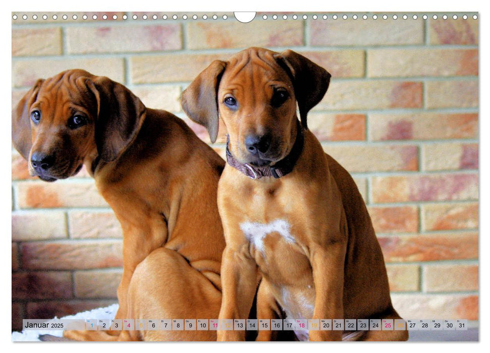 Rhodesian Ridgeback - eine Liebe fürs Leben (CALVENDO Wandkalender 2025)