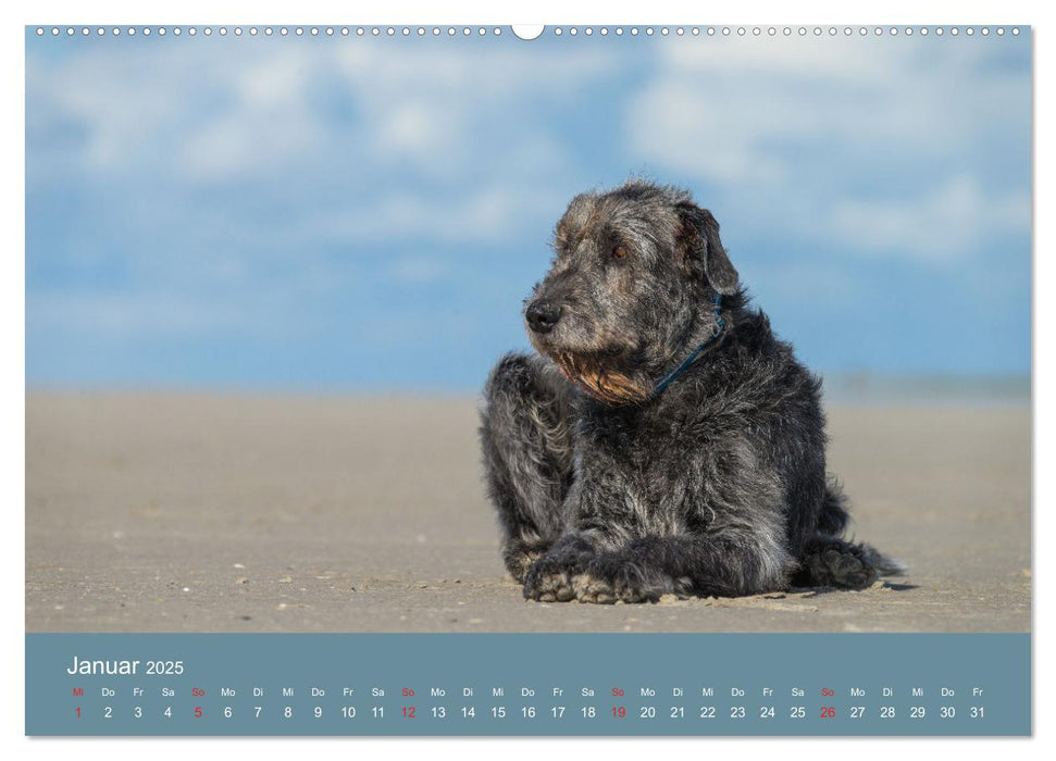 Irische Wolfshunde (CALVENDO Premium Wandkalender 2025)