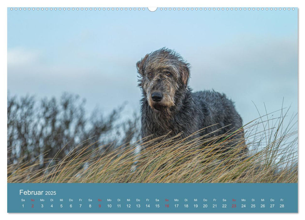 Irische Wolfshunde (CALVENDO Premium Wandkalender 2025)