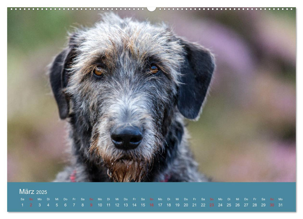 Irische Wolfshunde (CALVENDO Premium Wandkalender 2025)