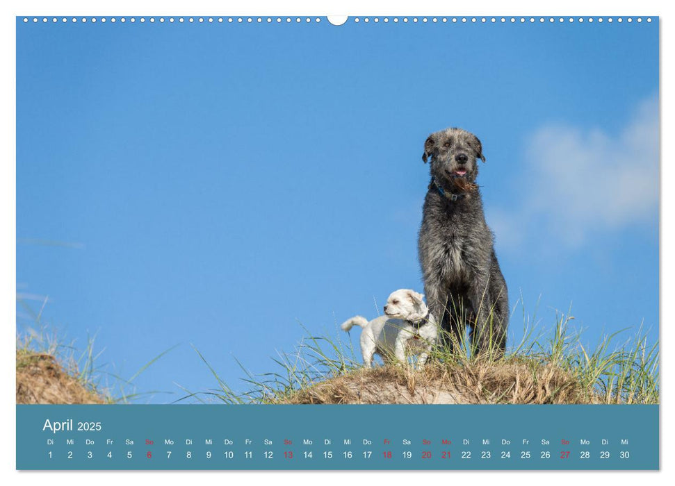 Irische Wolfshunde (CALVENDO Premium Wandkalender 2025)