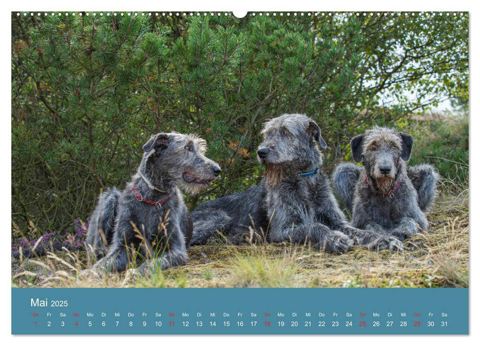 Irische Wolfshunde (CALVENDO Premium Wandkalender 2025)