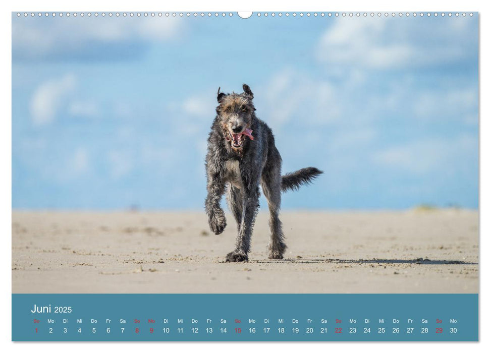 Irische Wolfshunde (CALVENDO Premium Wandkalender 2025)