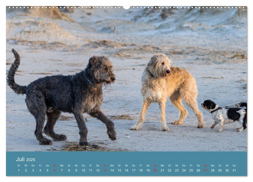 Irische Wolfshunde (CALVENDO Premium Wandkalender 2025)