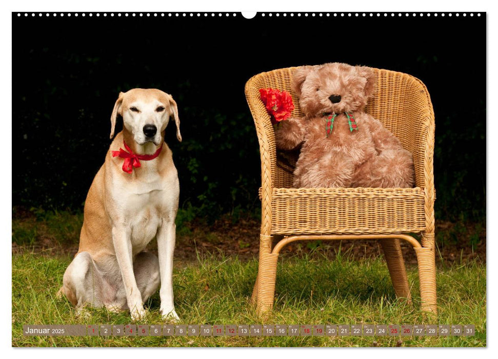 Liebenswerte Freunde - Azawakh-Ridgeback mit Teddys (CALVENDO Premium Wandkalender 2025)